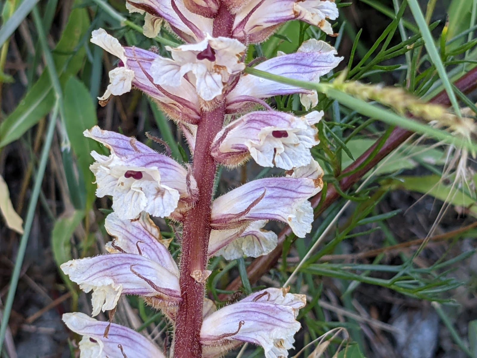 Orobanche artemisiae-campestris Gaudin