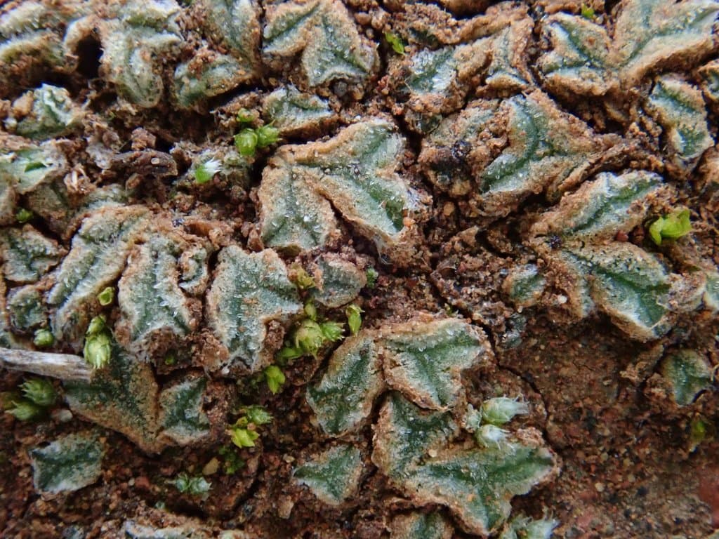 Riccia papillosa Moris