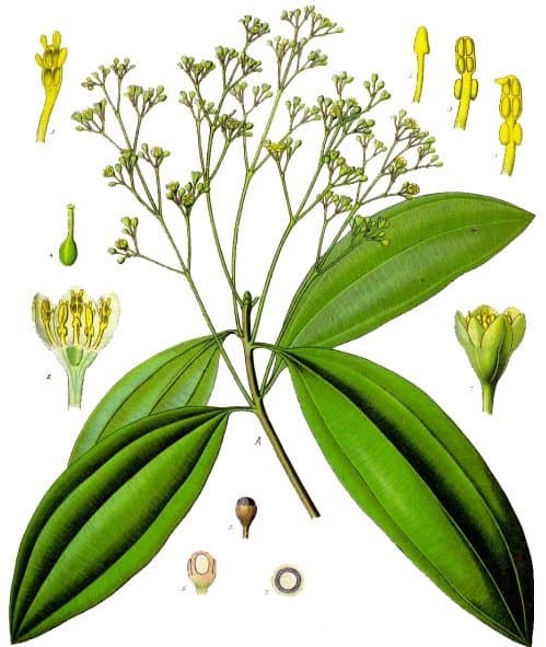 Cinnamomum aromaticum Nees