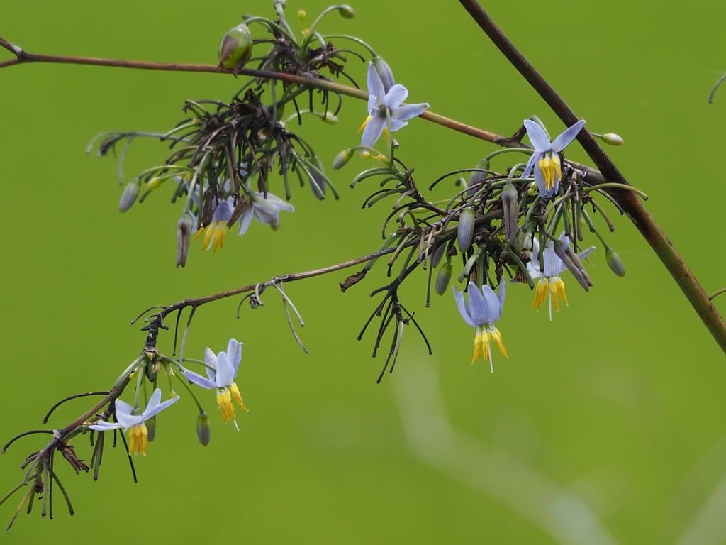 Dianella ensifolia (L.) Redouté