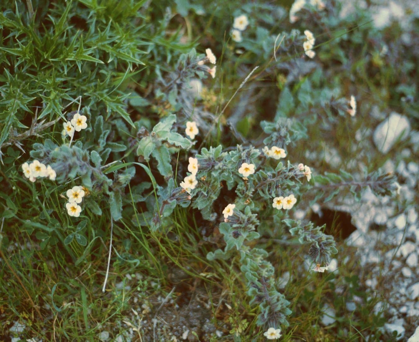 Alkanna corcyrensis Hayek