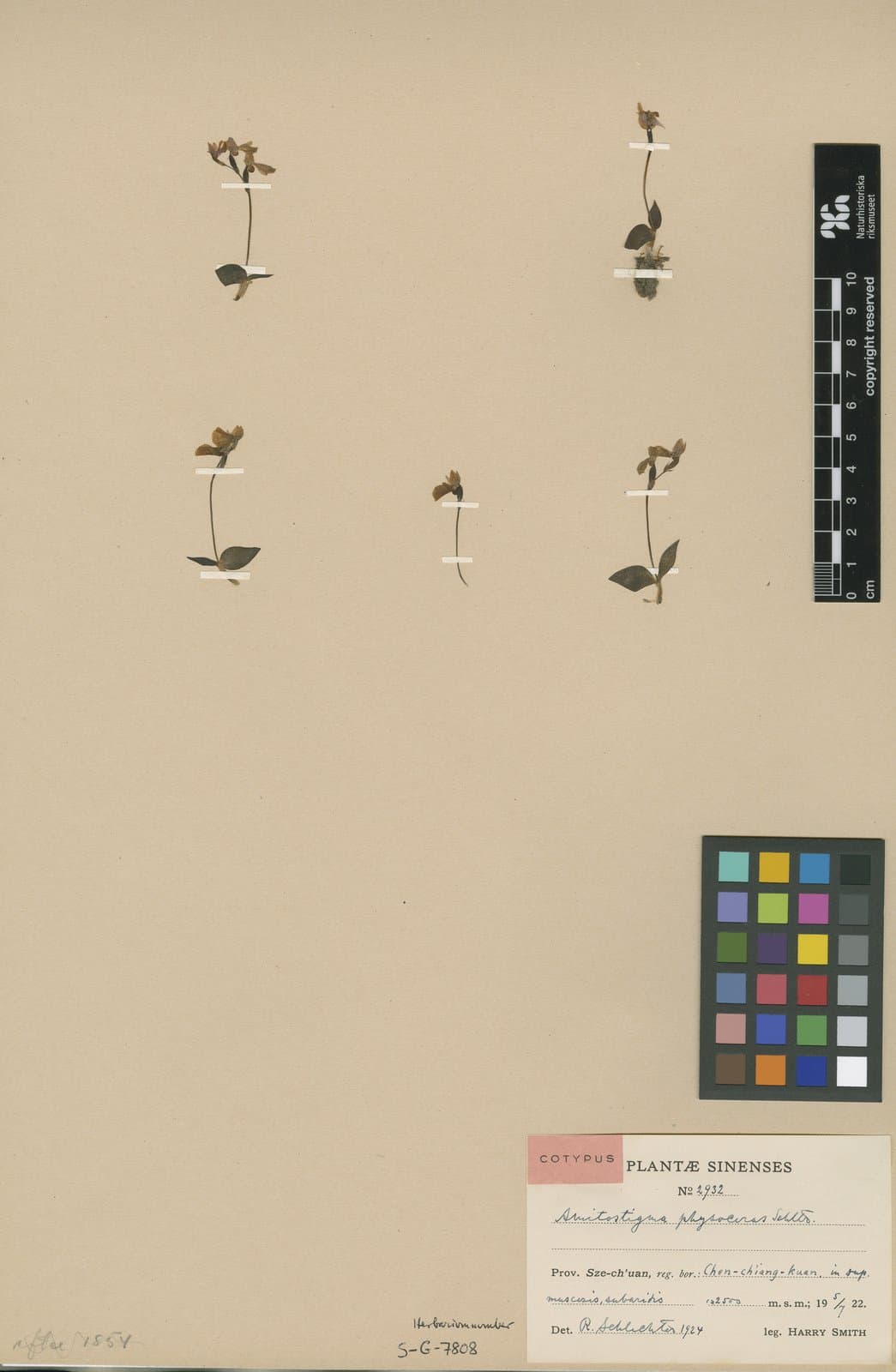 Hemipilia physoceras (Schltr.) Y.Tang & H.Peng