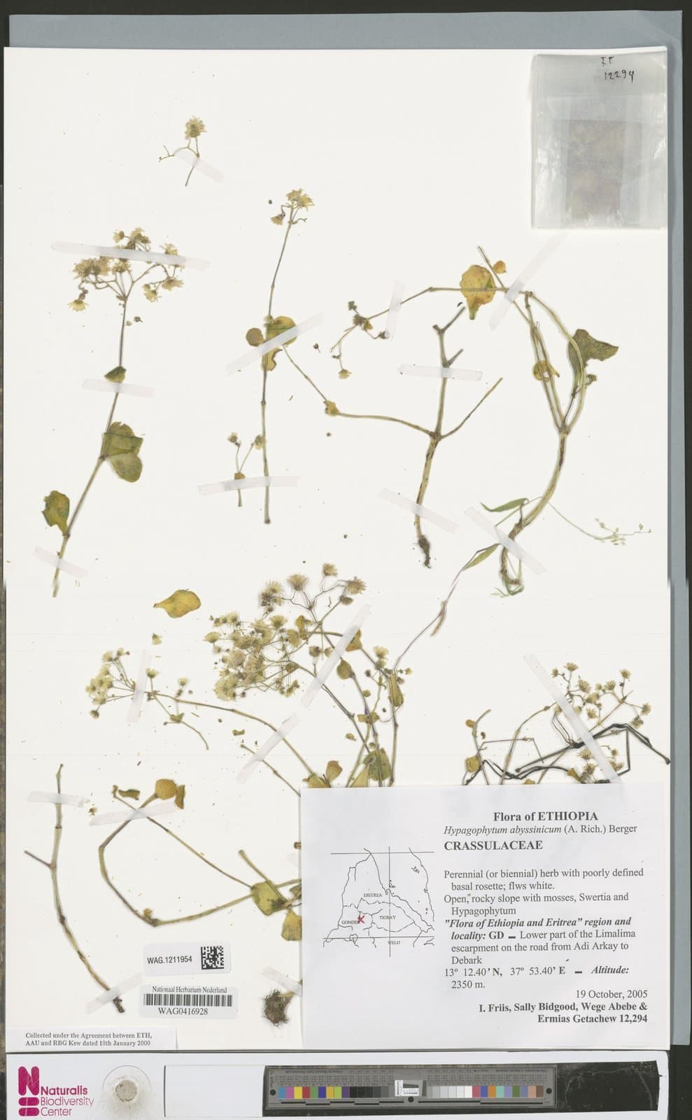 Hypagophytum abyssinicum (Hochst. ex A.Rich.) A.Berger