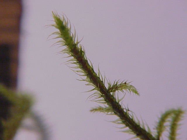 Rhytidiadelphus loreus (Hedw.) Warnst.