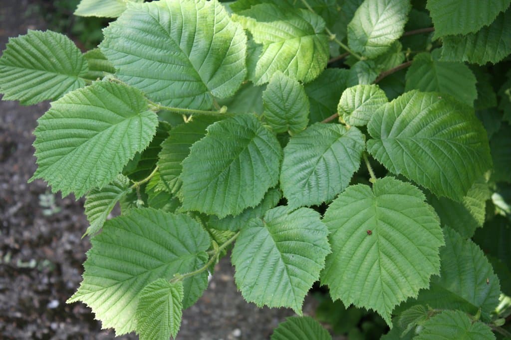 Corylus avellana L.