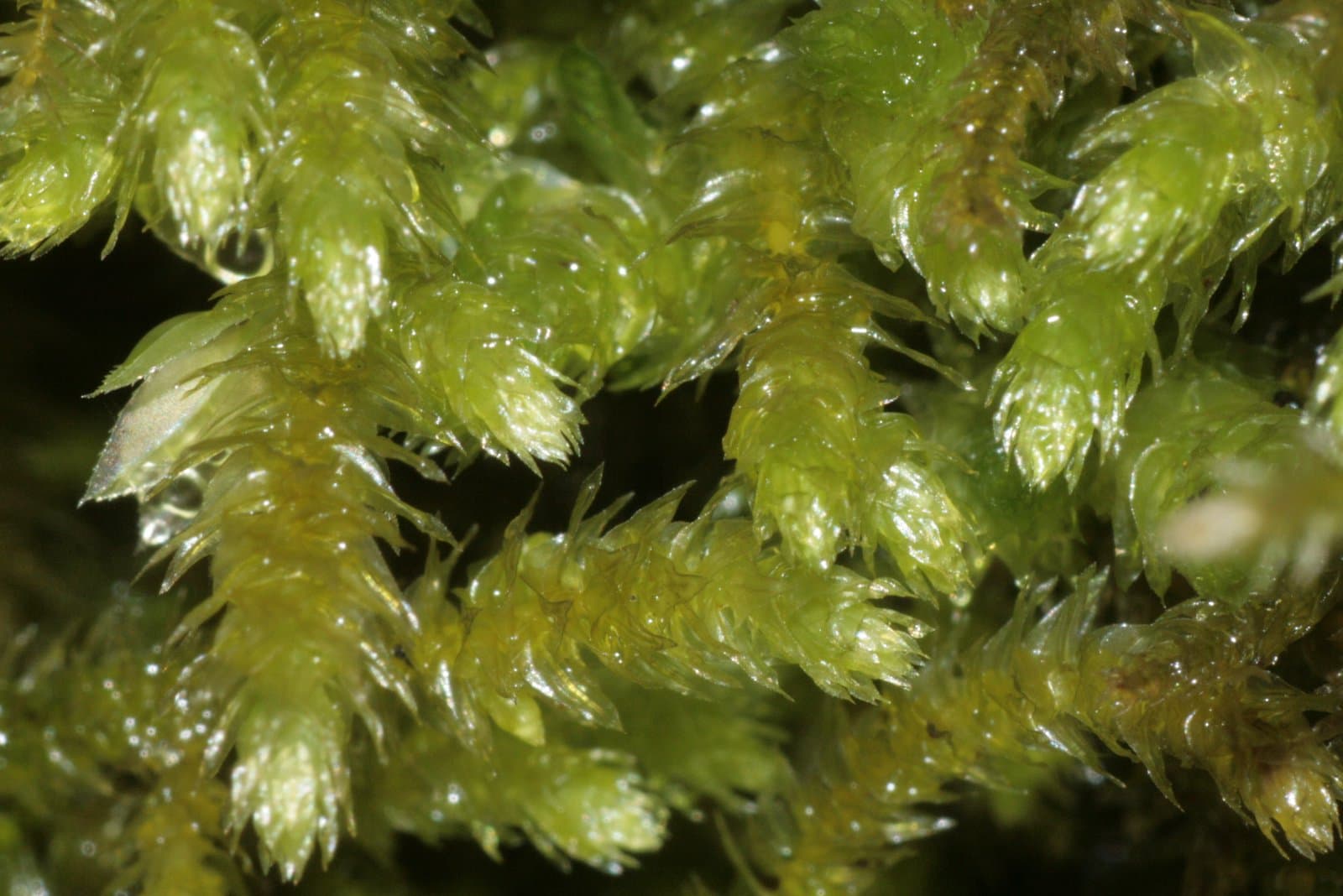 Eurhynchium striatum (Schreb. ex Hedw.) Schimp.