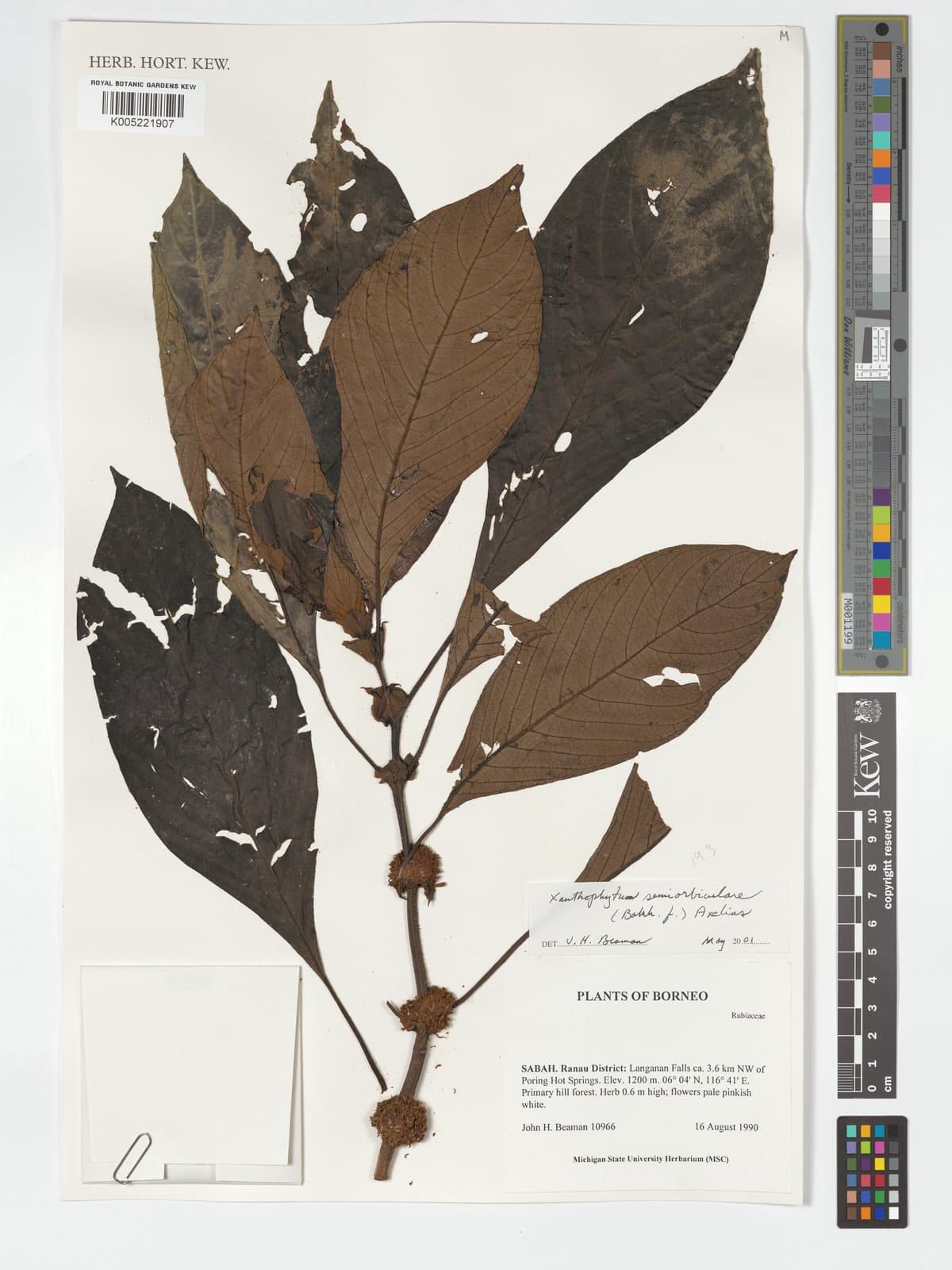 Xanthophytum semiorbiculare (Bakh.f.) Axelius