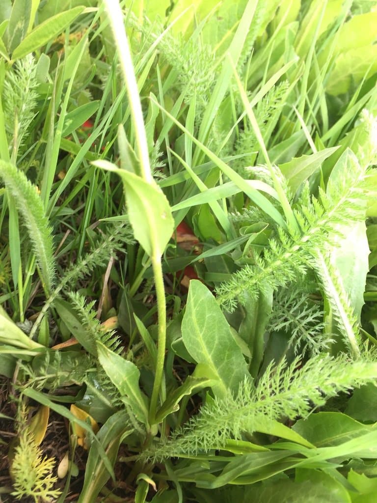 Veronica gentianoides Vahl