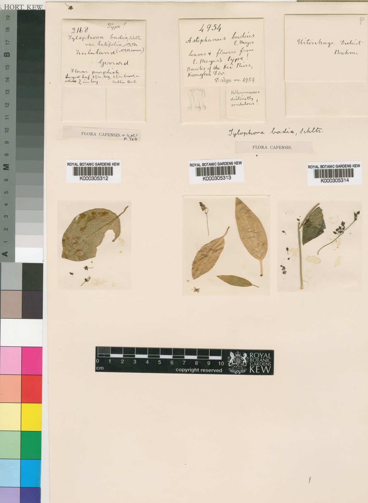 Vincetoxicum badium (E.Mey.) Meve & Liede