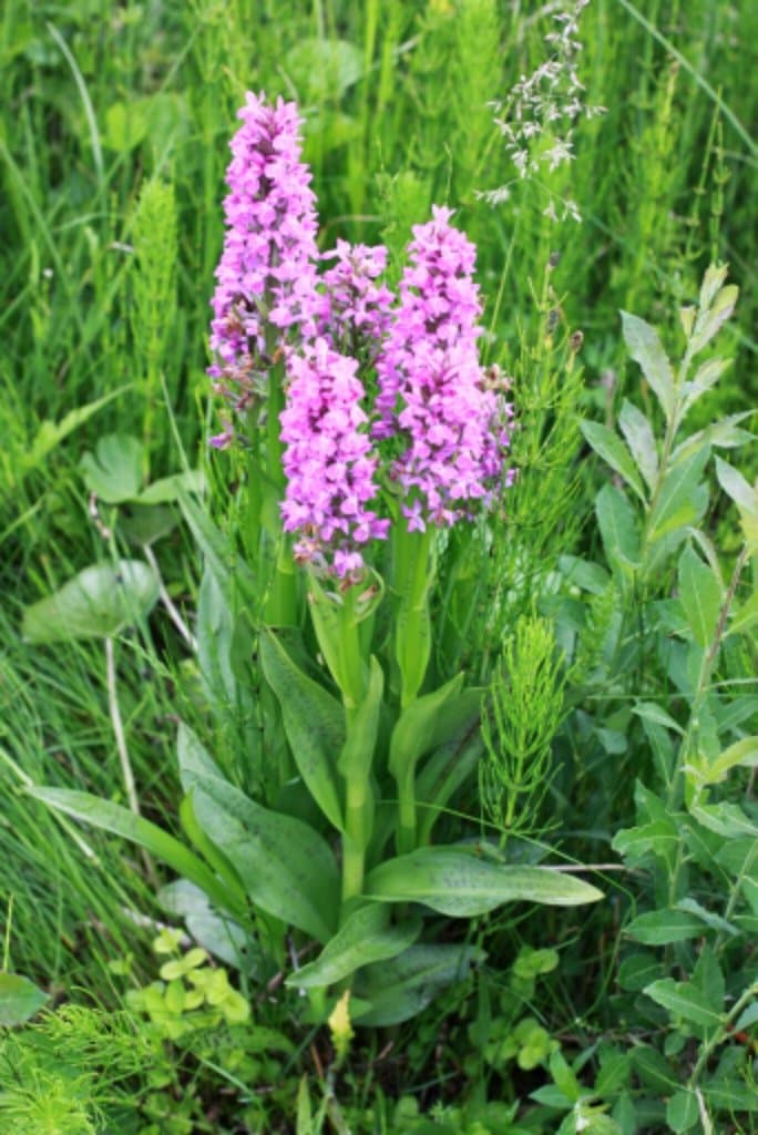 Dactylorhiza majalis (Rchb.) P.F.Hunt & Summerh.
