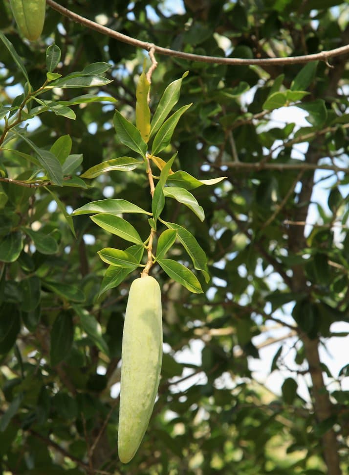 Stomatostemma monteiroae (Oliv.) N.E.Br.