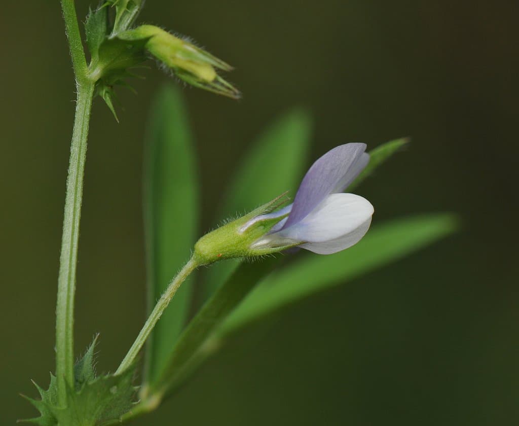 Vicia bithynica (L.) L.
