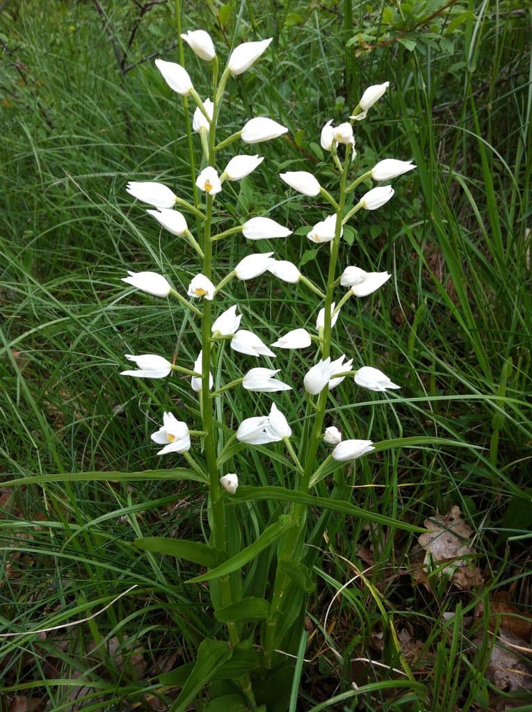 Cephalanthera longifolia (L.) Fritsch