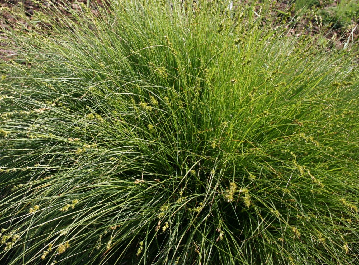 Carex polyphylla Kar. & Kir.