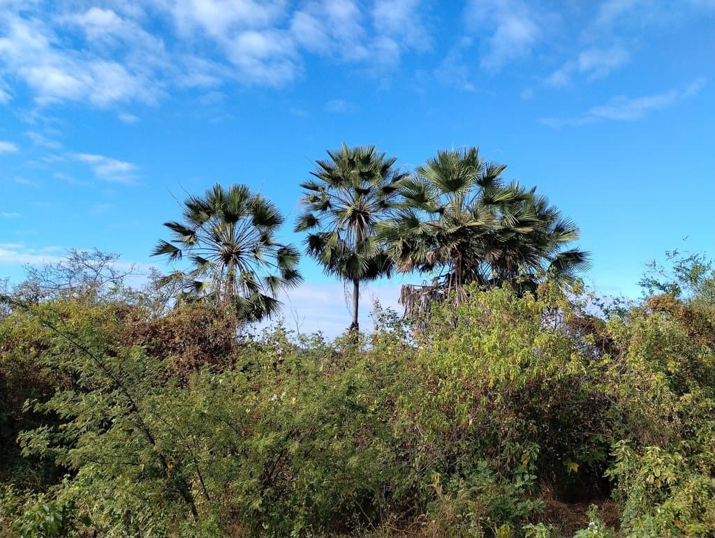 Copernicia prunifera (Mill.) H.E.Moore