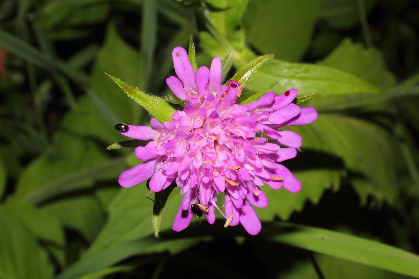 Knautia drymeia Heuff.