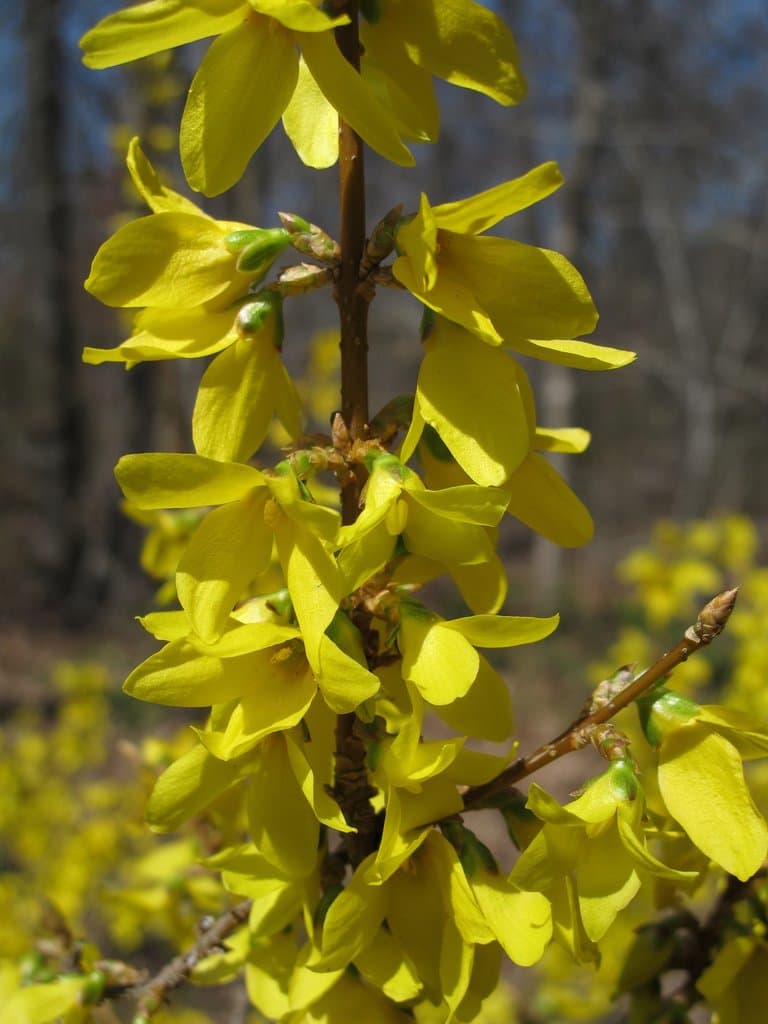Forsythia viridissima Lindl.