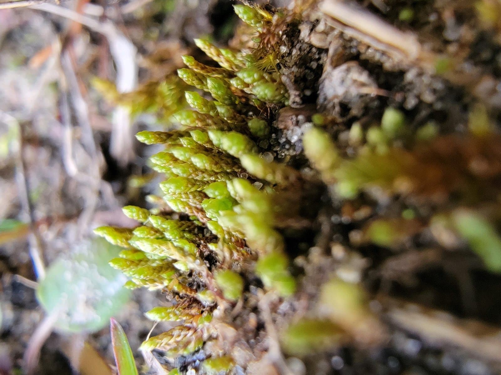 Bryum funckii Schwägr.