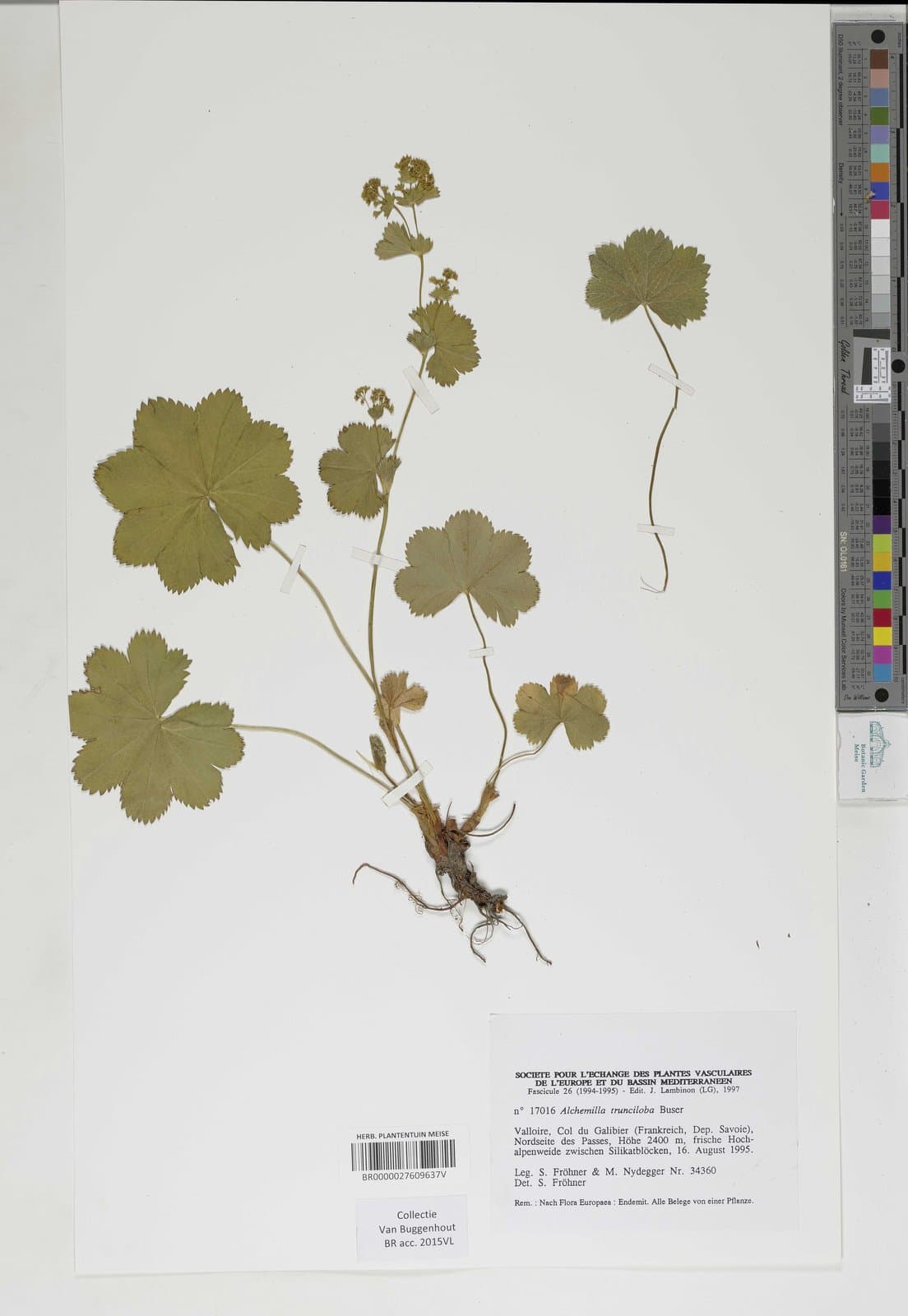 Alchemilla trunciloba Buser