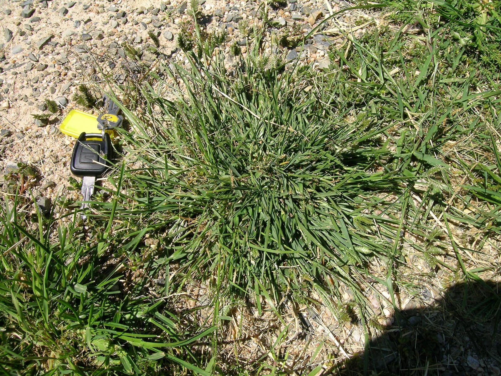 Eleusine tristachya (Lam.) Lam.