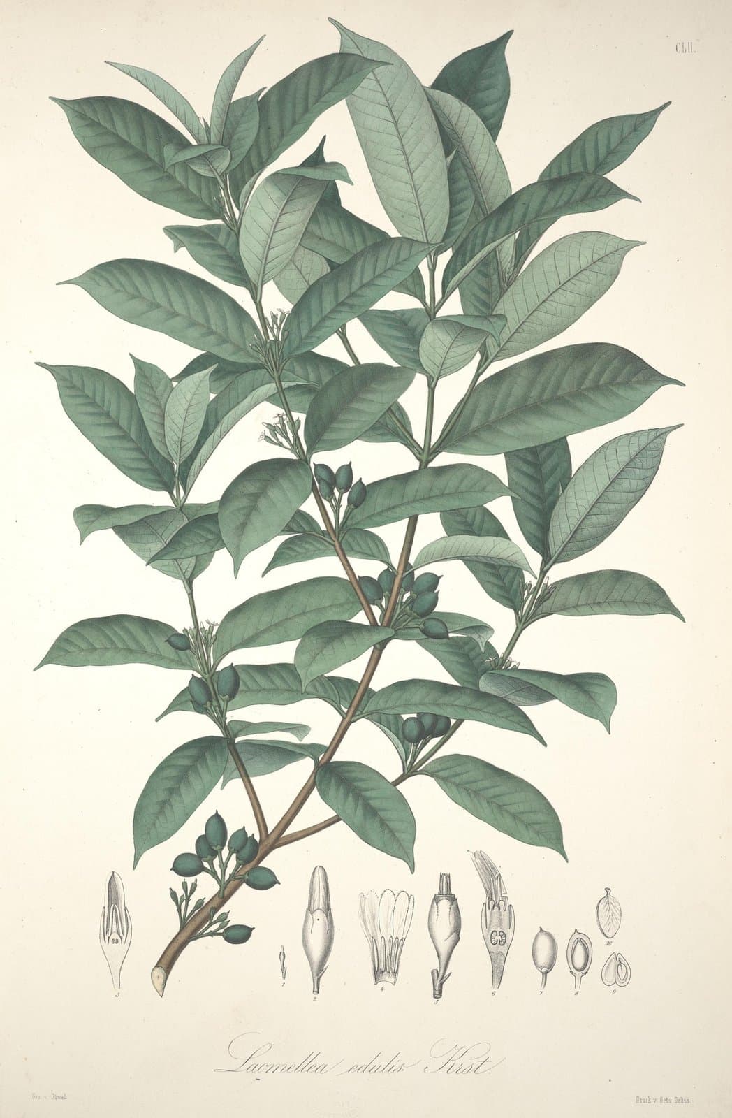 Lacmellea edulis H.Karst.