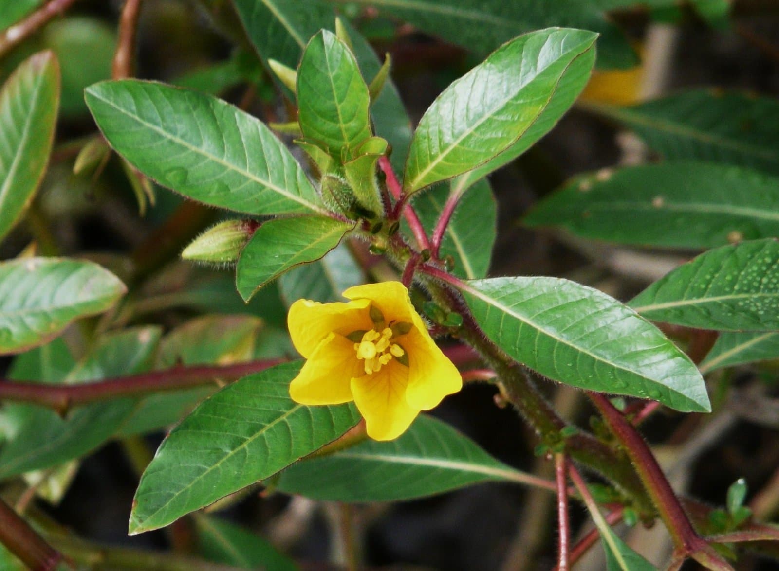 Ludwigia peploides (Kunth) P.H.Raven