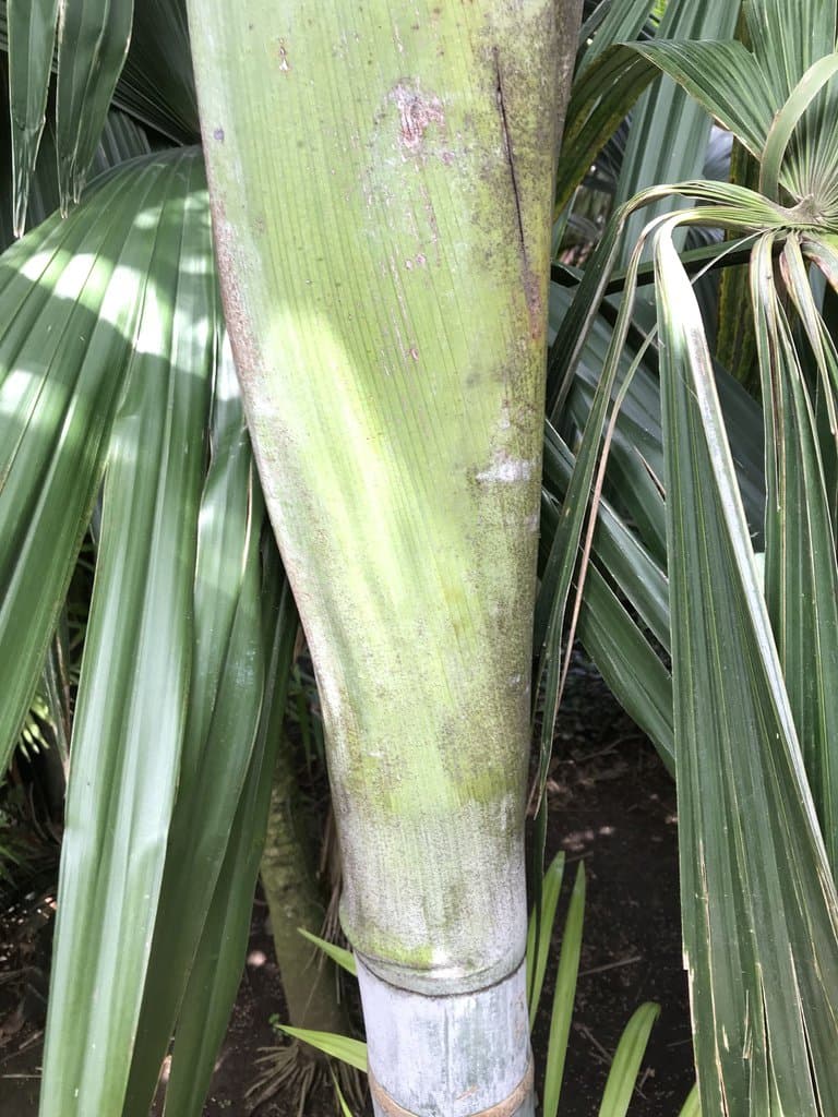 Dypsis pembana (H.E.Moore) Beentje & J.Dransf.