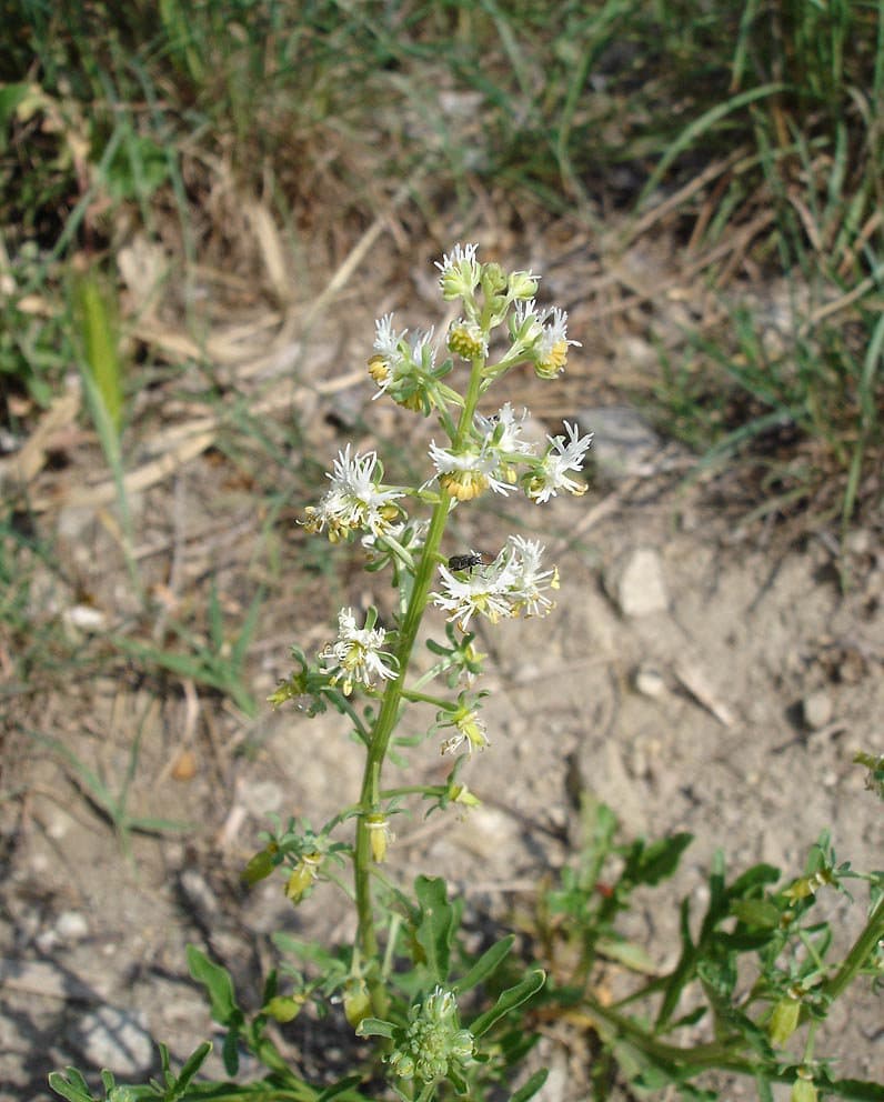 Reseda phyteuma L.