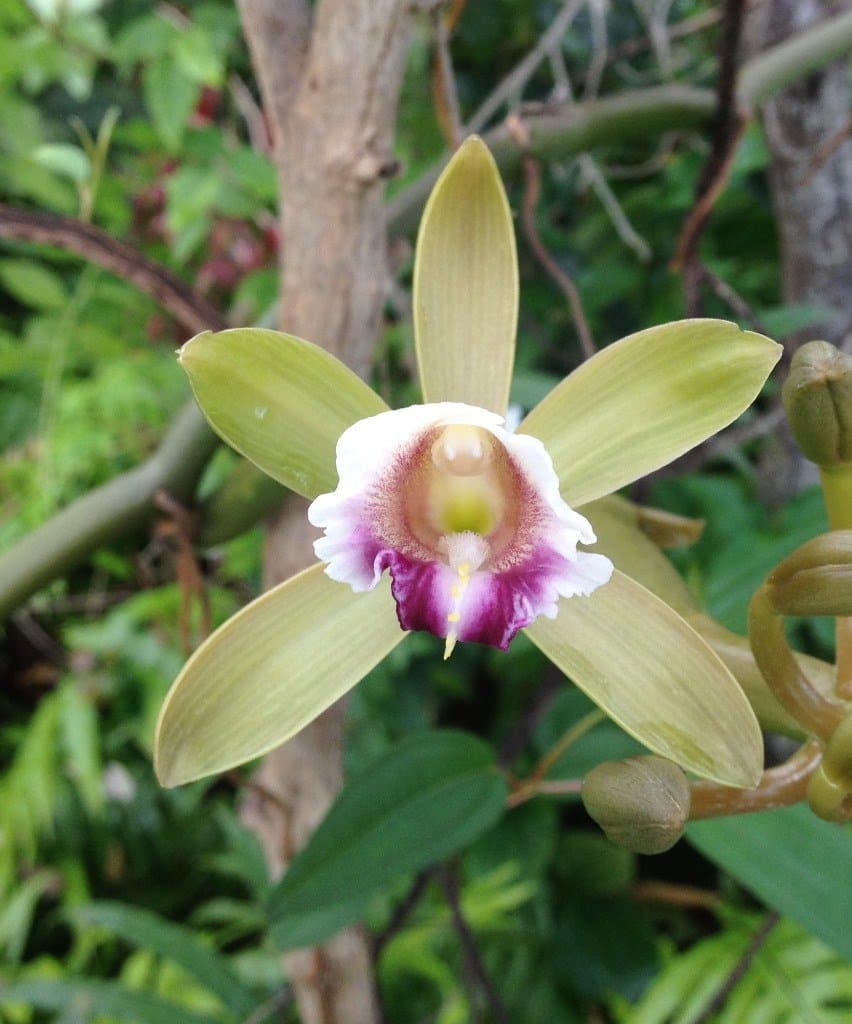 Vanilla barbellata Rchb.f.