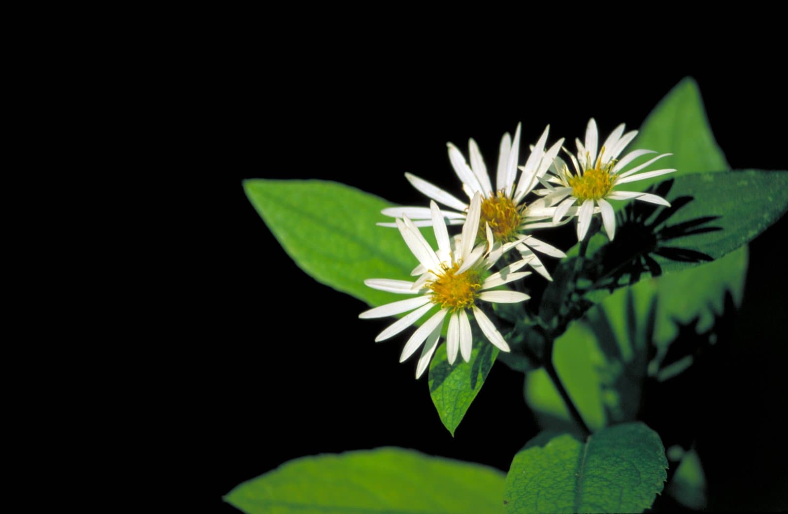 Eurybia saxicastellii (J.J.N.Campb. & Medley) G.L.Nesom