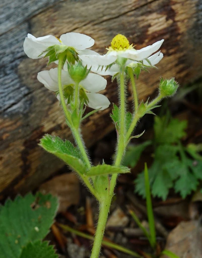 Fragaria moschata Duchesne