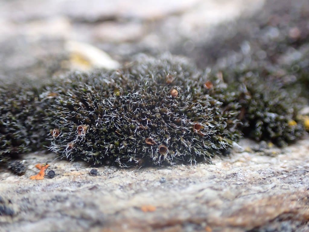 Grimmia anodon Bruch & Schimp.