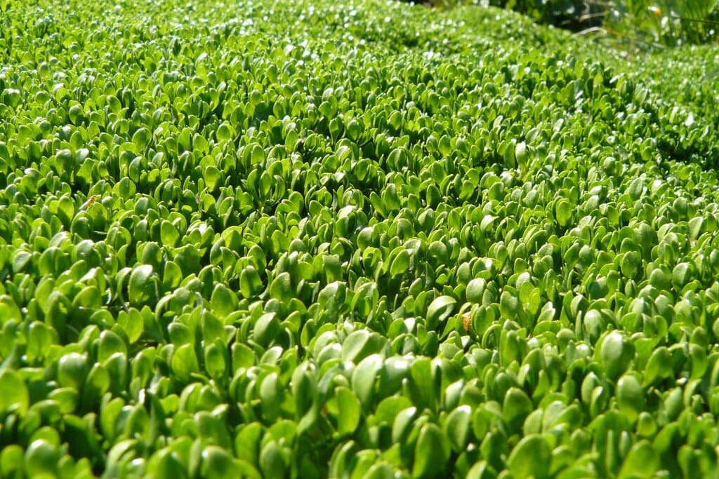 Montia fontana L.