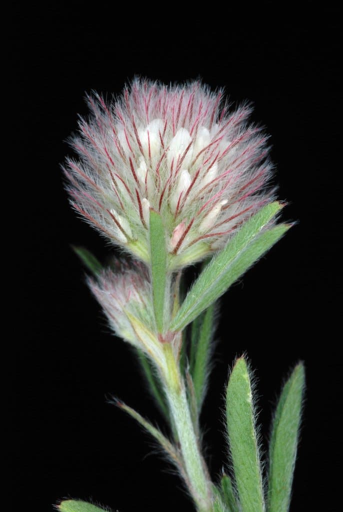 Trifolium arvense L.