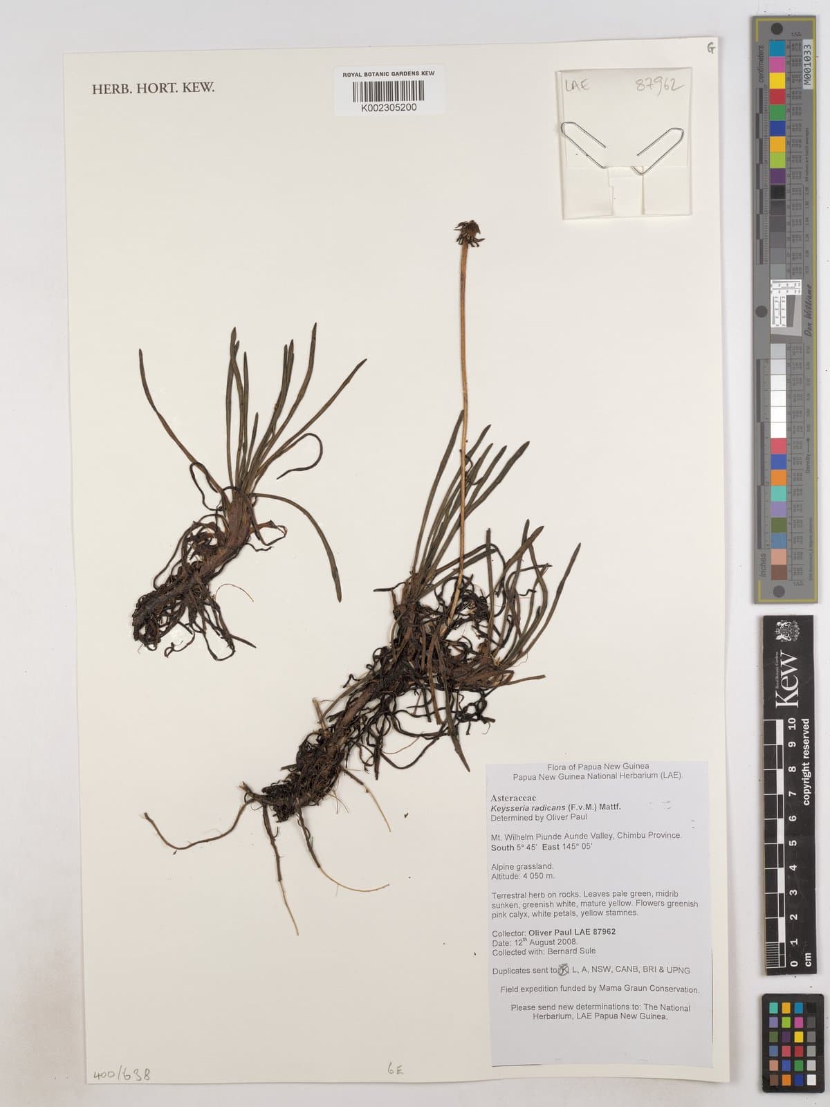 Keysseria radicans (F.Muell.) Mattf.