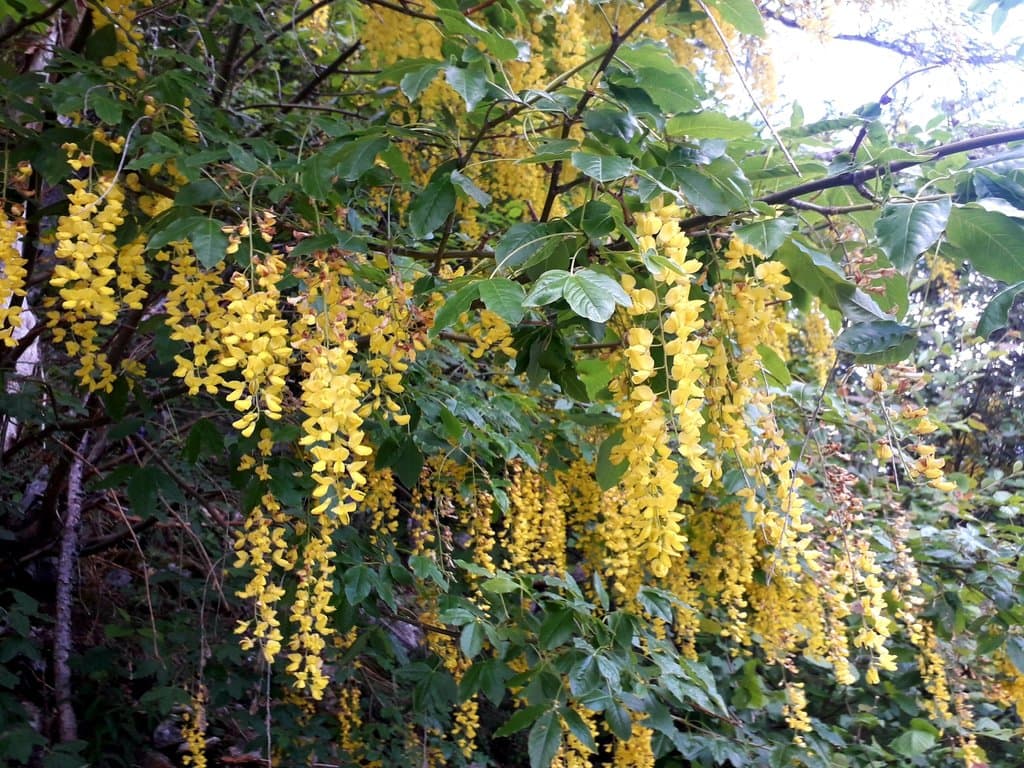 Laburnum alpinum (Mill.) Bercht. & J.Presl
