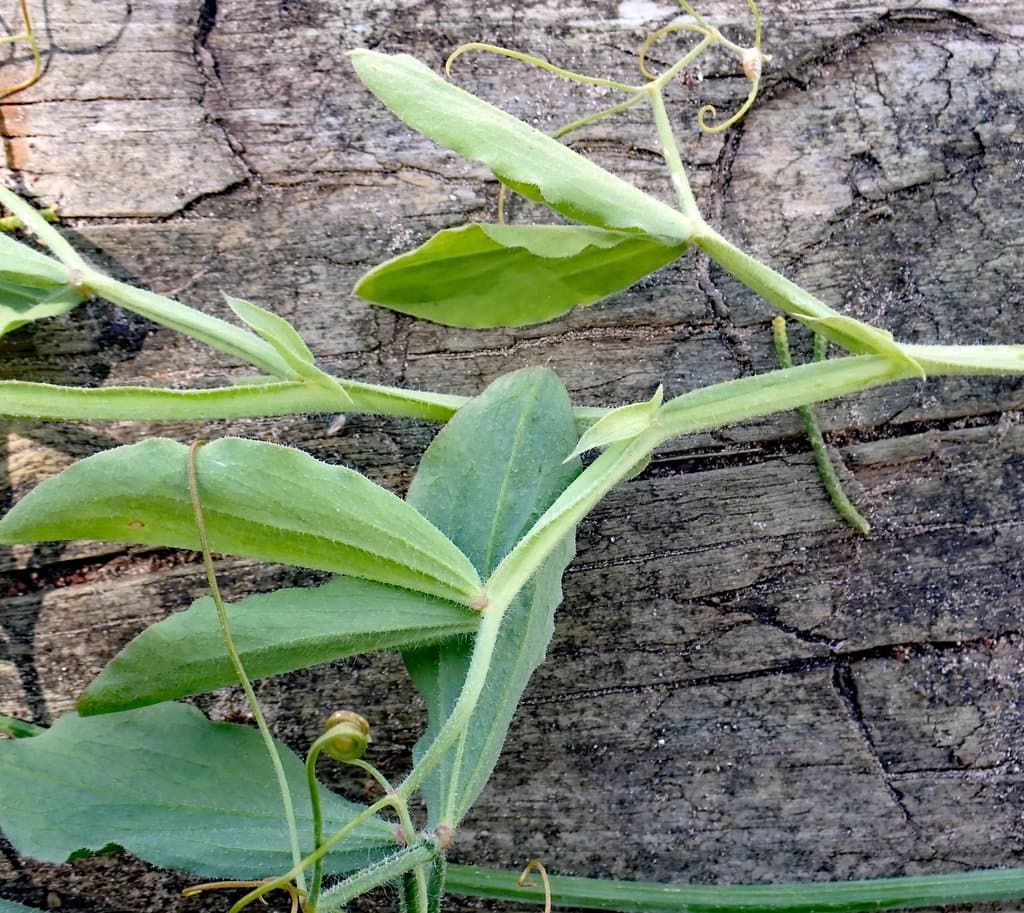 Lathyrus odoratus L.
