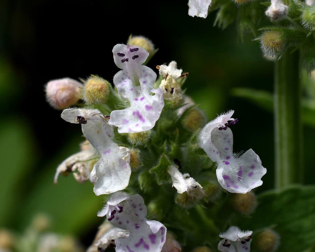 Nepeta cataria L.