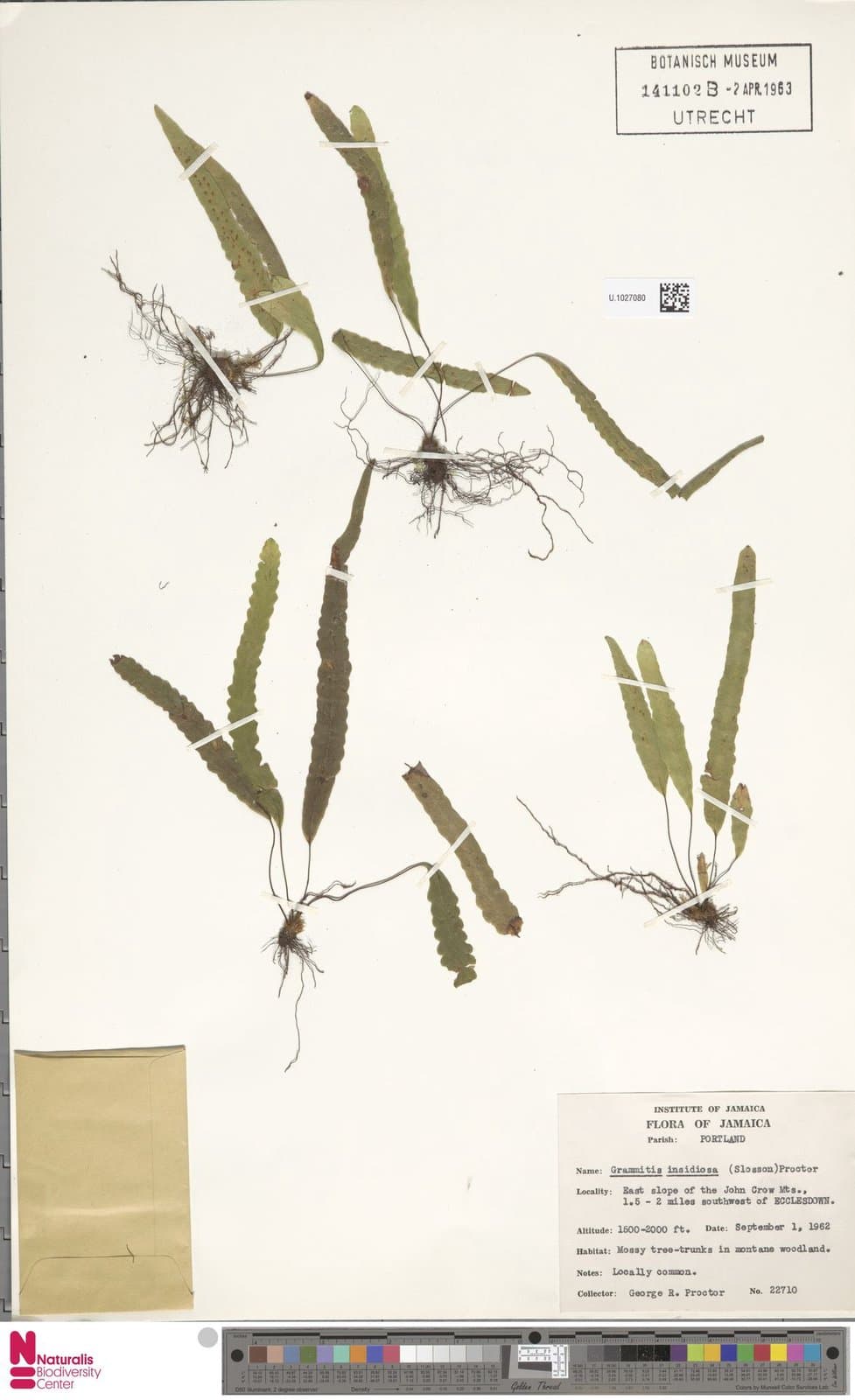 Enterosora insidiosa (Sloss.) L.E.Bishop
