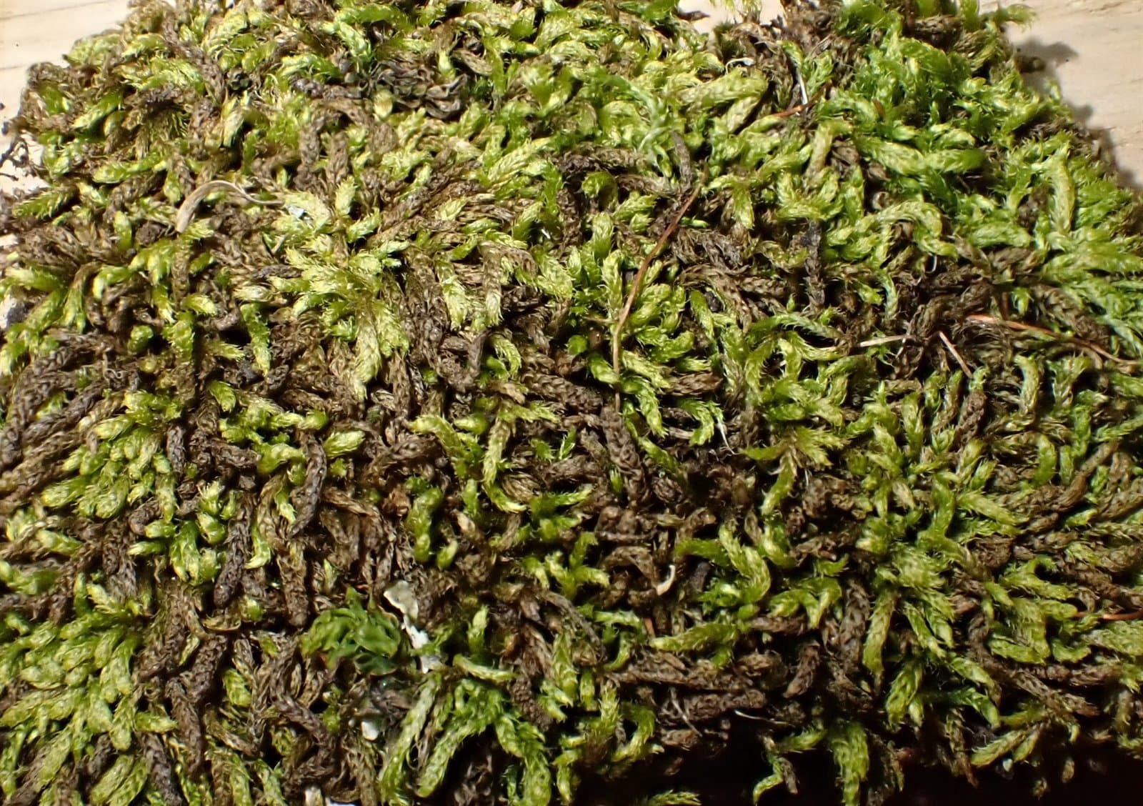 Brachytheciastrum collinum (Schleich. ex Müll.Hal.) Ignatov & Huttunen