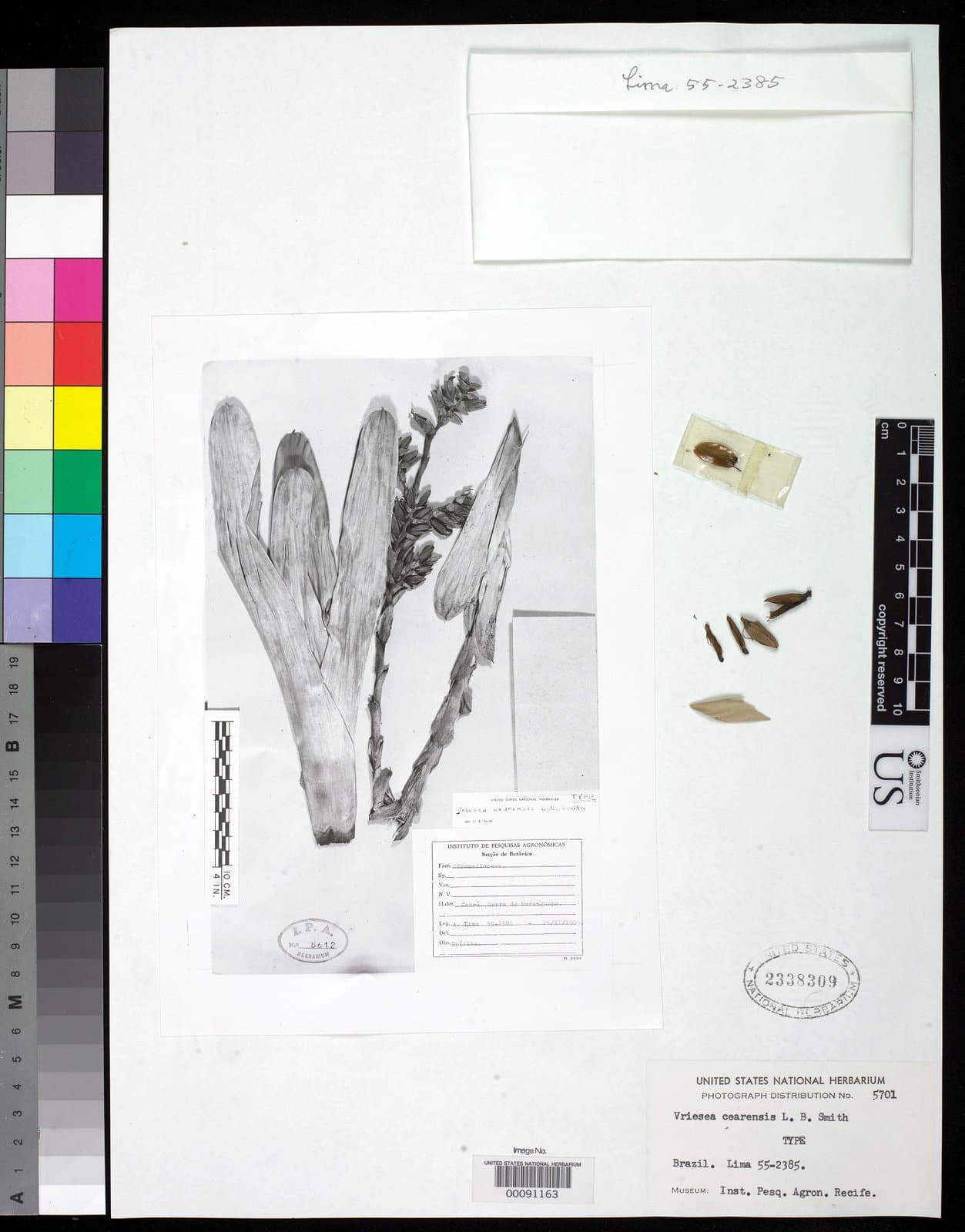 Vriesea cearensis L.B.Sm.