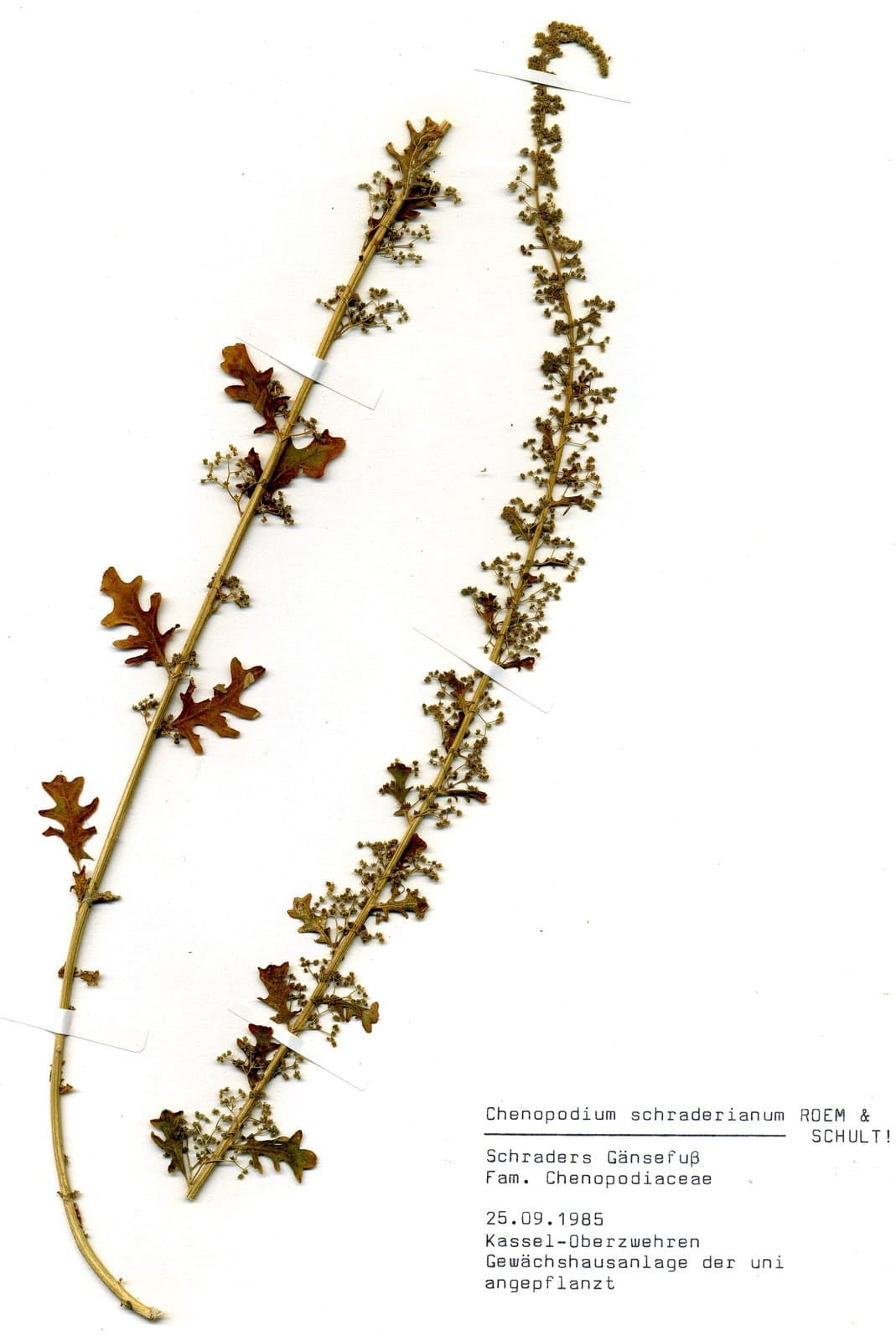 Dysphania schraderiana (Schult.) Mosyakin & Clemants