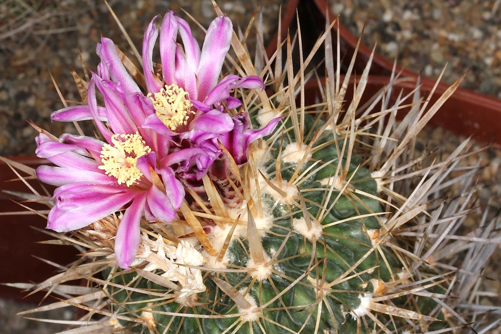 Stenocactus crispatus (DC.) A.Berger