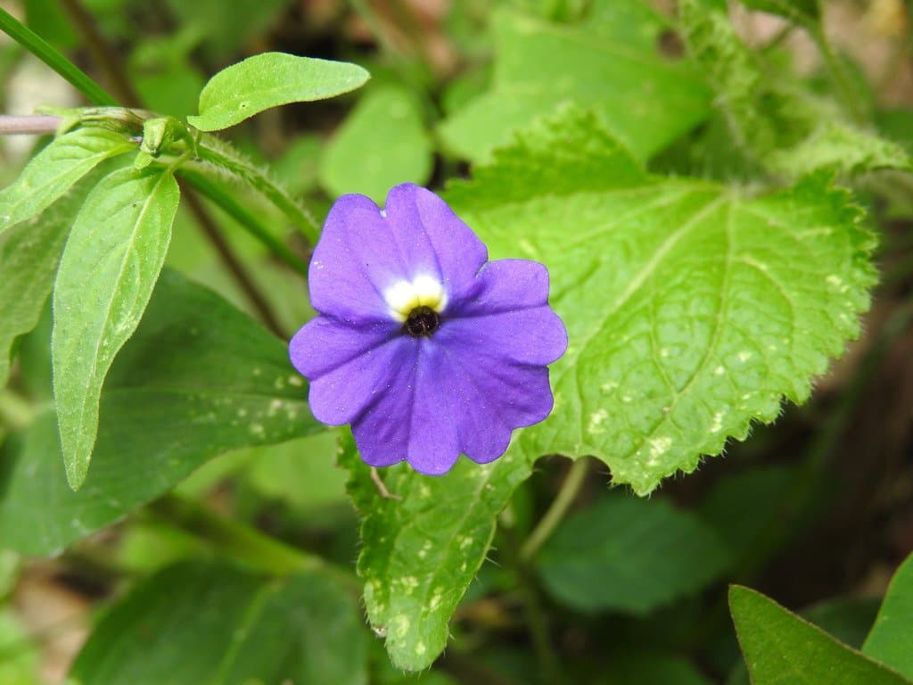 Browallia americana L.