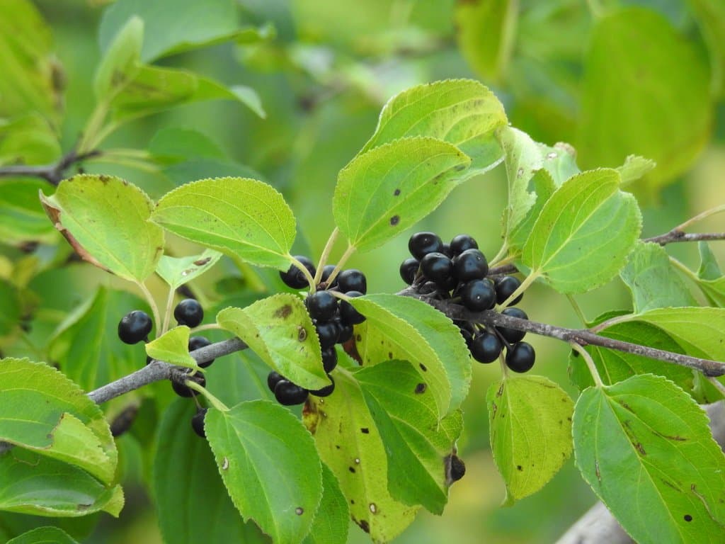 Rhamnus cathartica L.