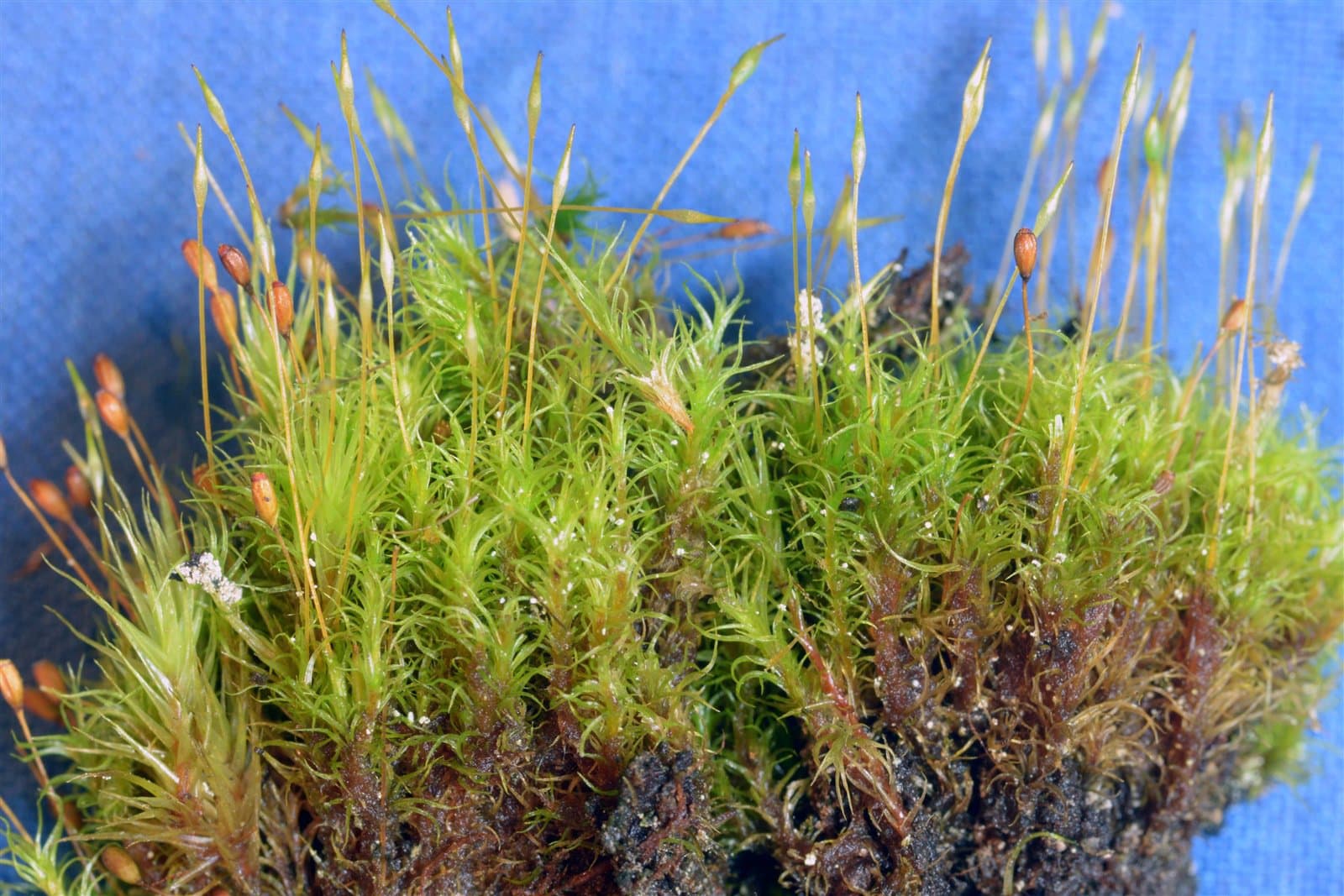 Cynodontium fallax Limpr.
