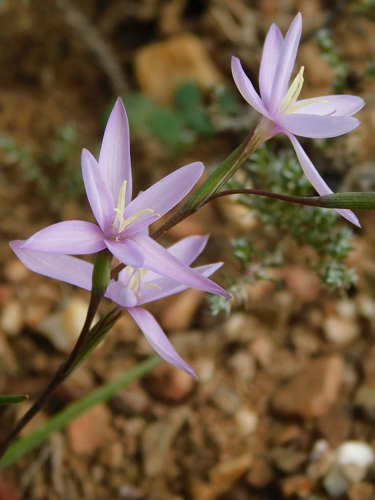Hesperantha fibrosa Baker