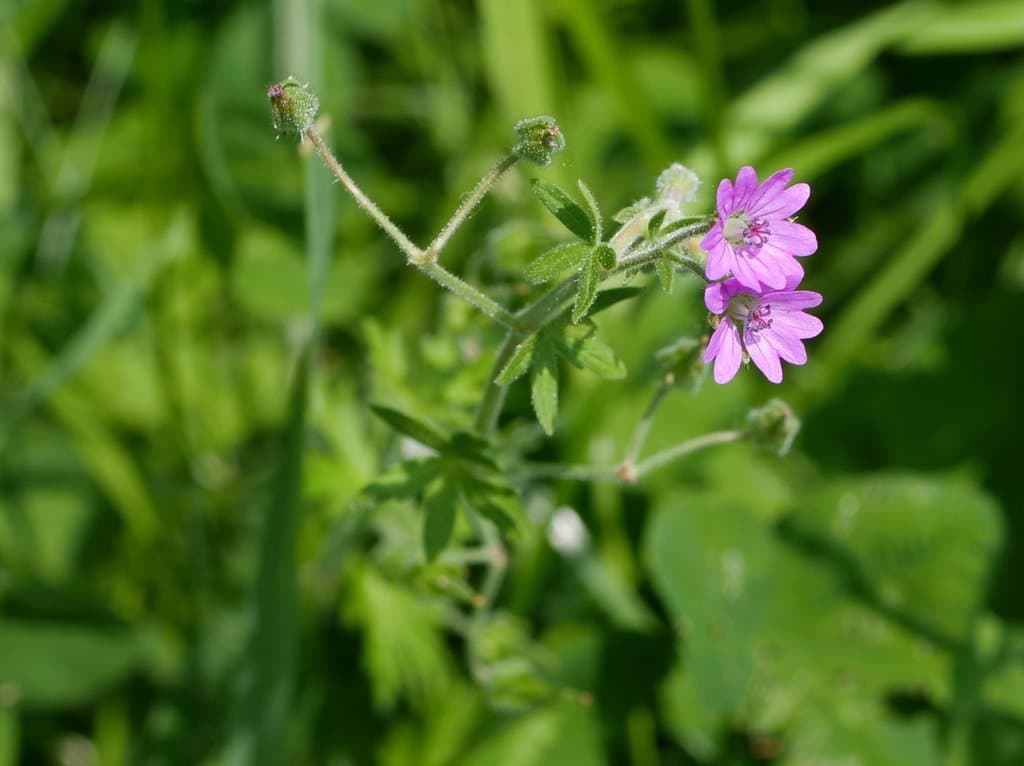 Geranium aequale (Bab.) Aedo