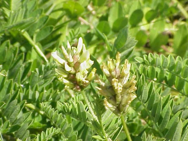 Astragalus cicer L.