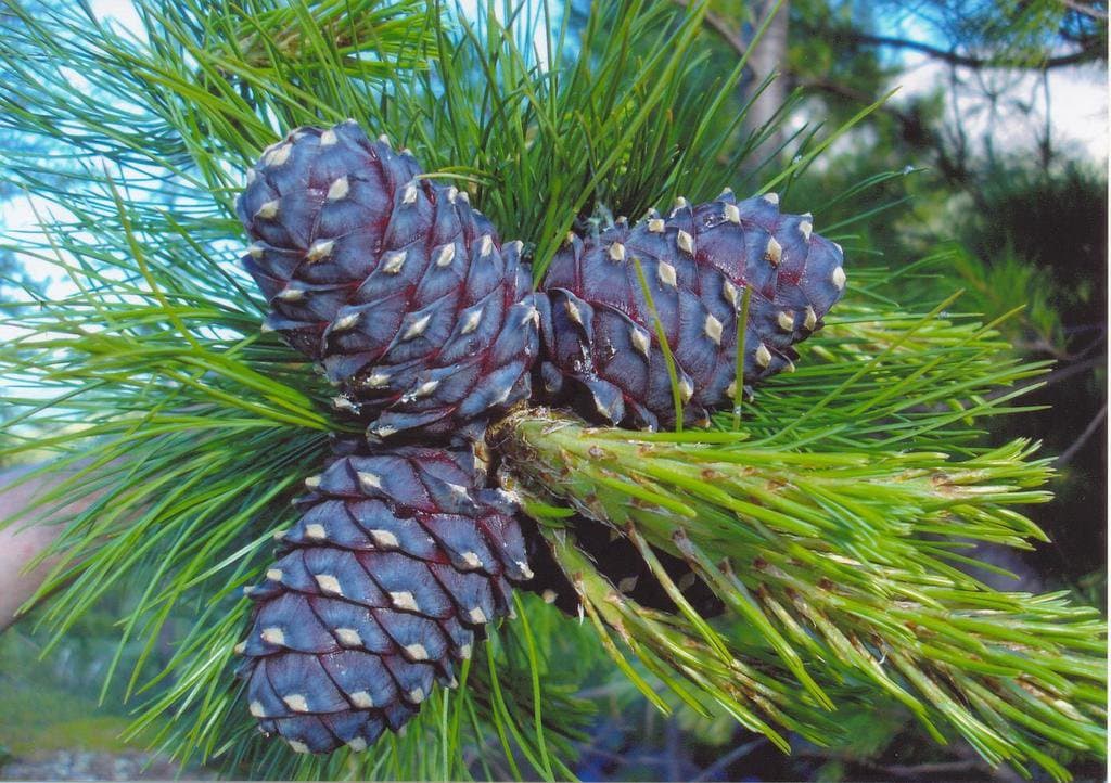 Pinus sibirica Du Tour